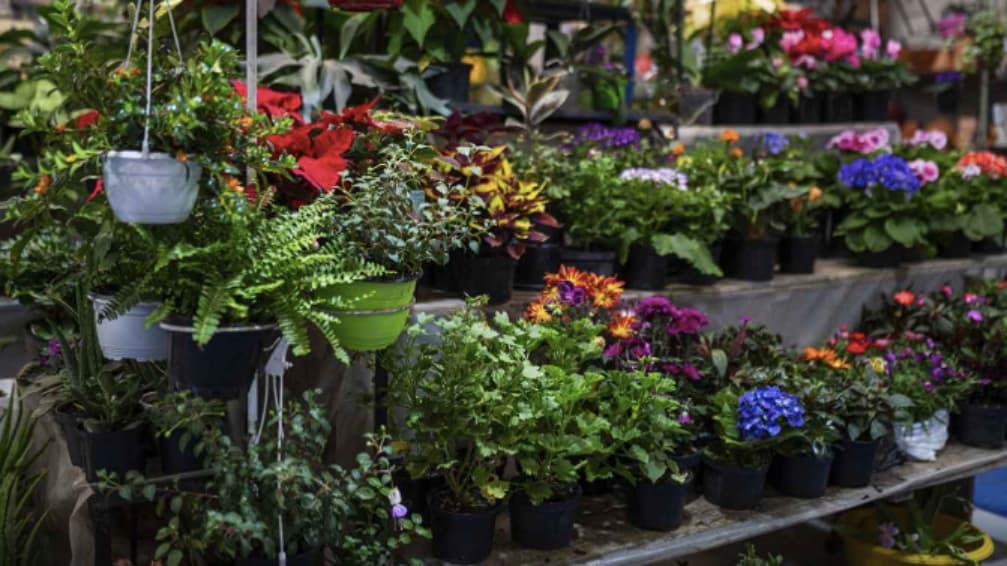 Visita la Plaza Distrital de Mercado de Fontibón occidente Bogotá 2025 foto 2