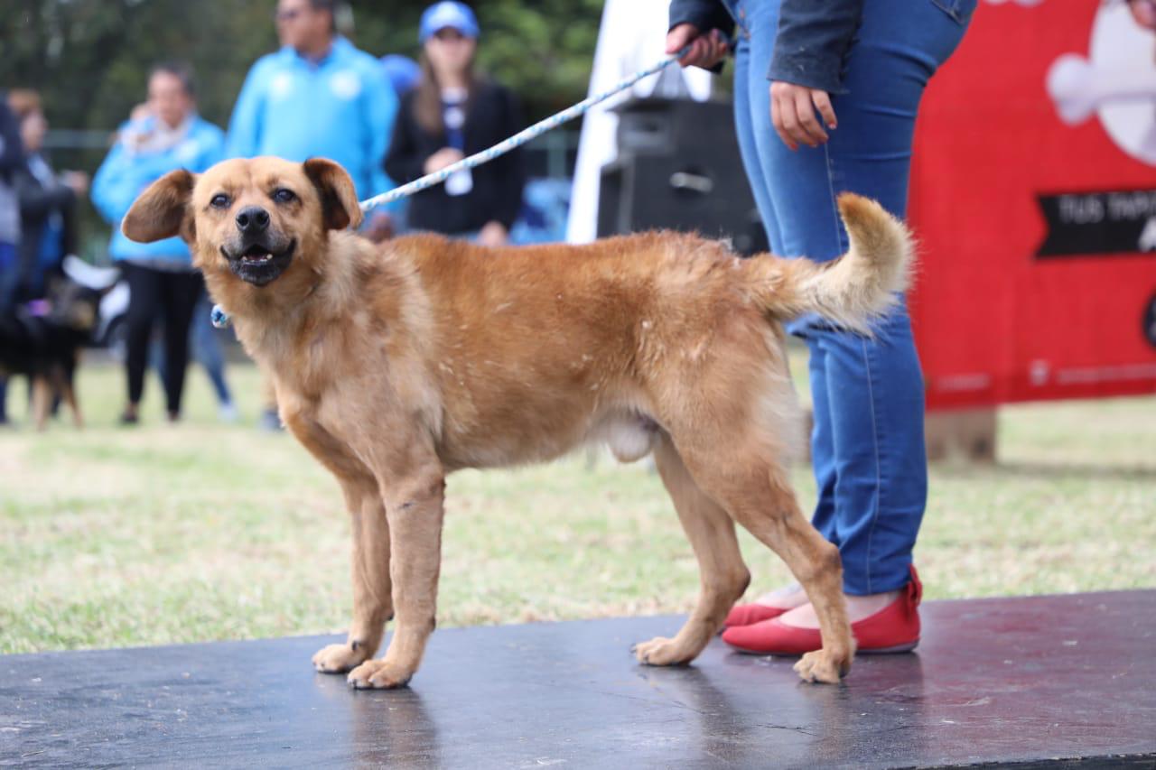 Protección Animal 