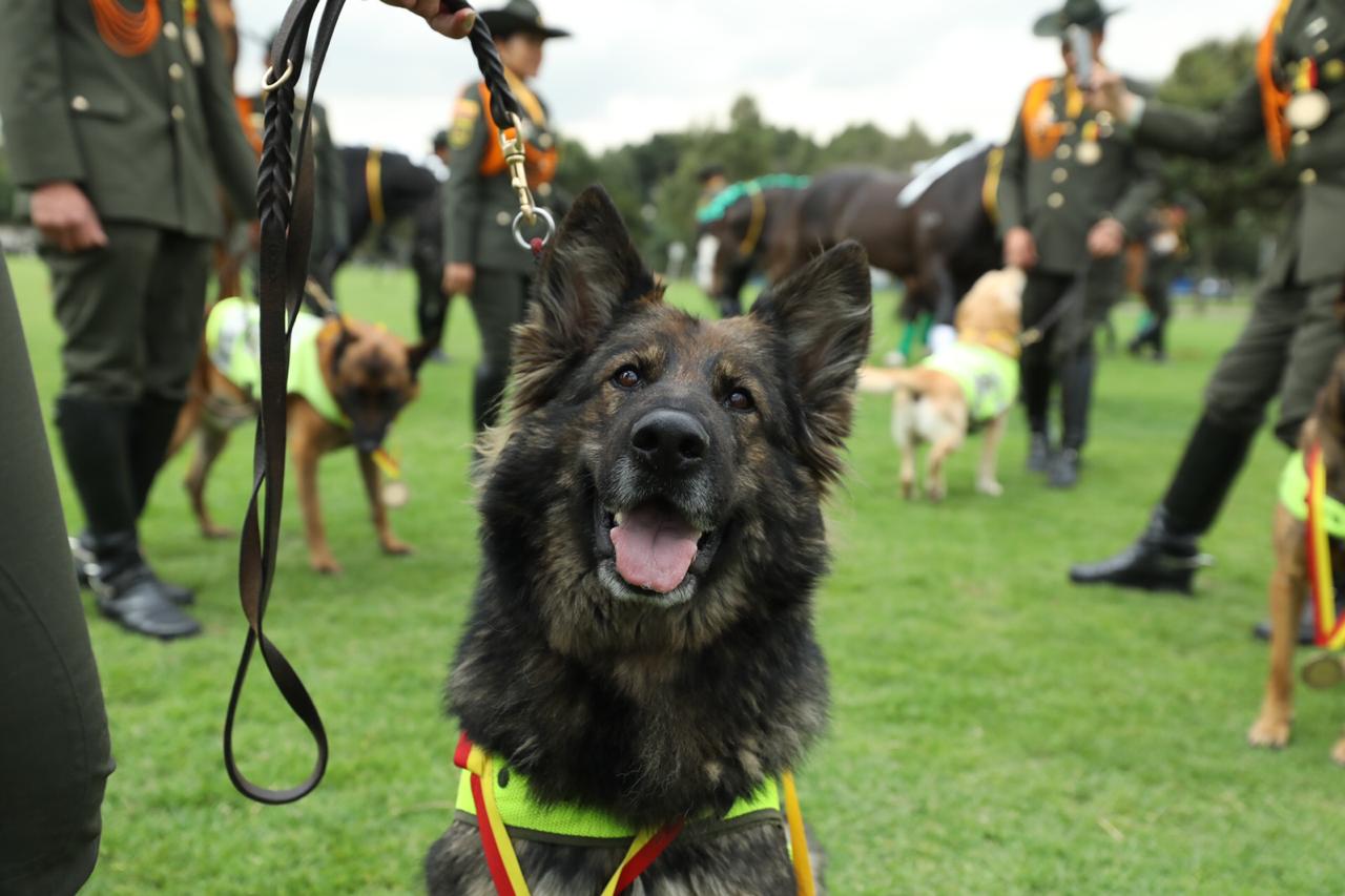 Alcaldía de Bogotá entregó reconocimiento a héroes caninos y equinos que apoyan labores de seguridad - FOTO: Consejería de Comunicaciones