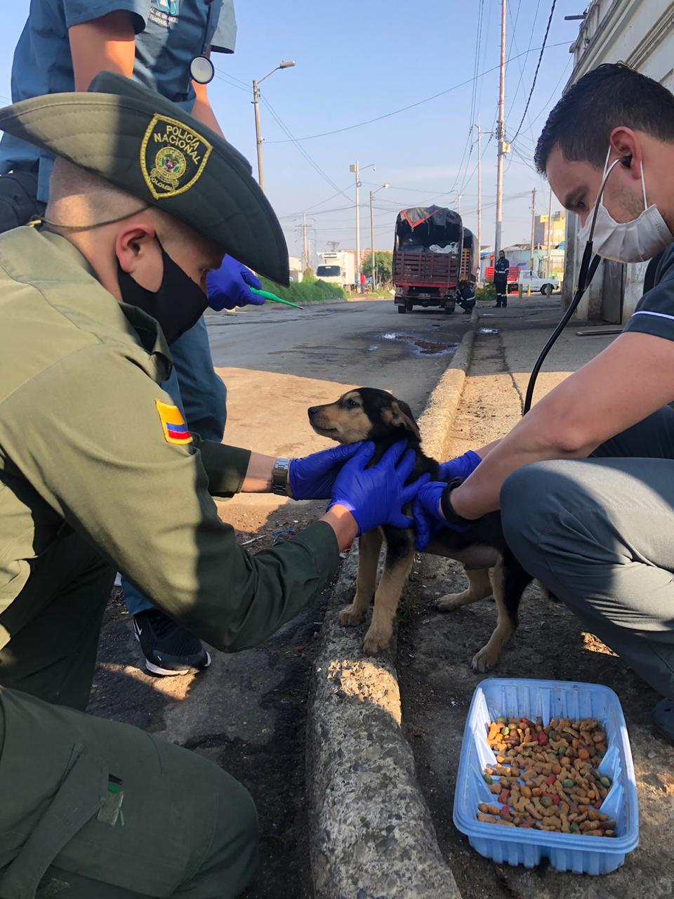 Distrito y policía rescataron perritos de la calle - FOTO: Prensa Mebog