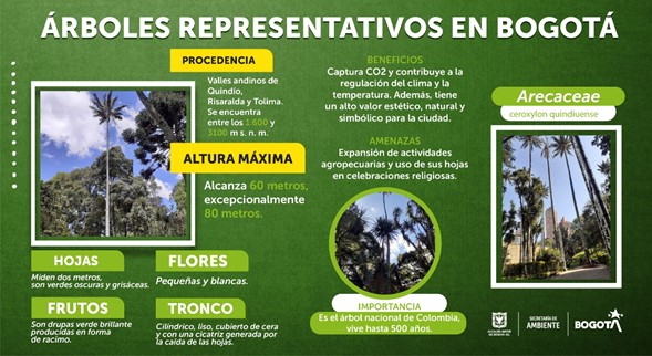 12 de octubre 2021: Bogotá conmemora el Día Mundial del Árbol (video) |  Bogota.gov.co