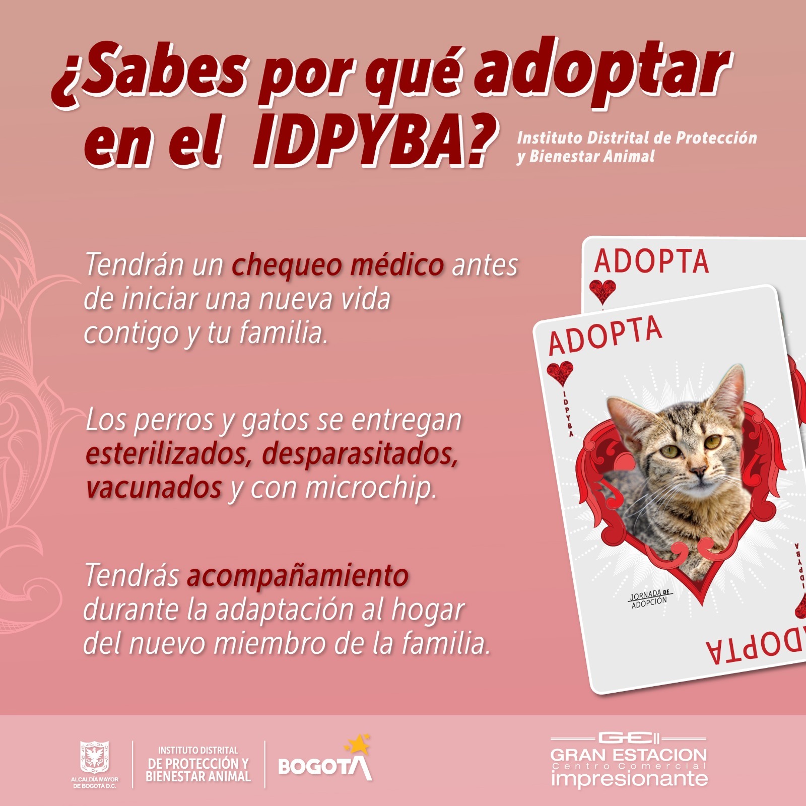 ¿Por qué es importante adaptar en el Instituto de Protección Animal de Bogotá? 