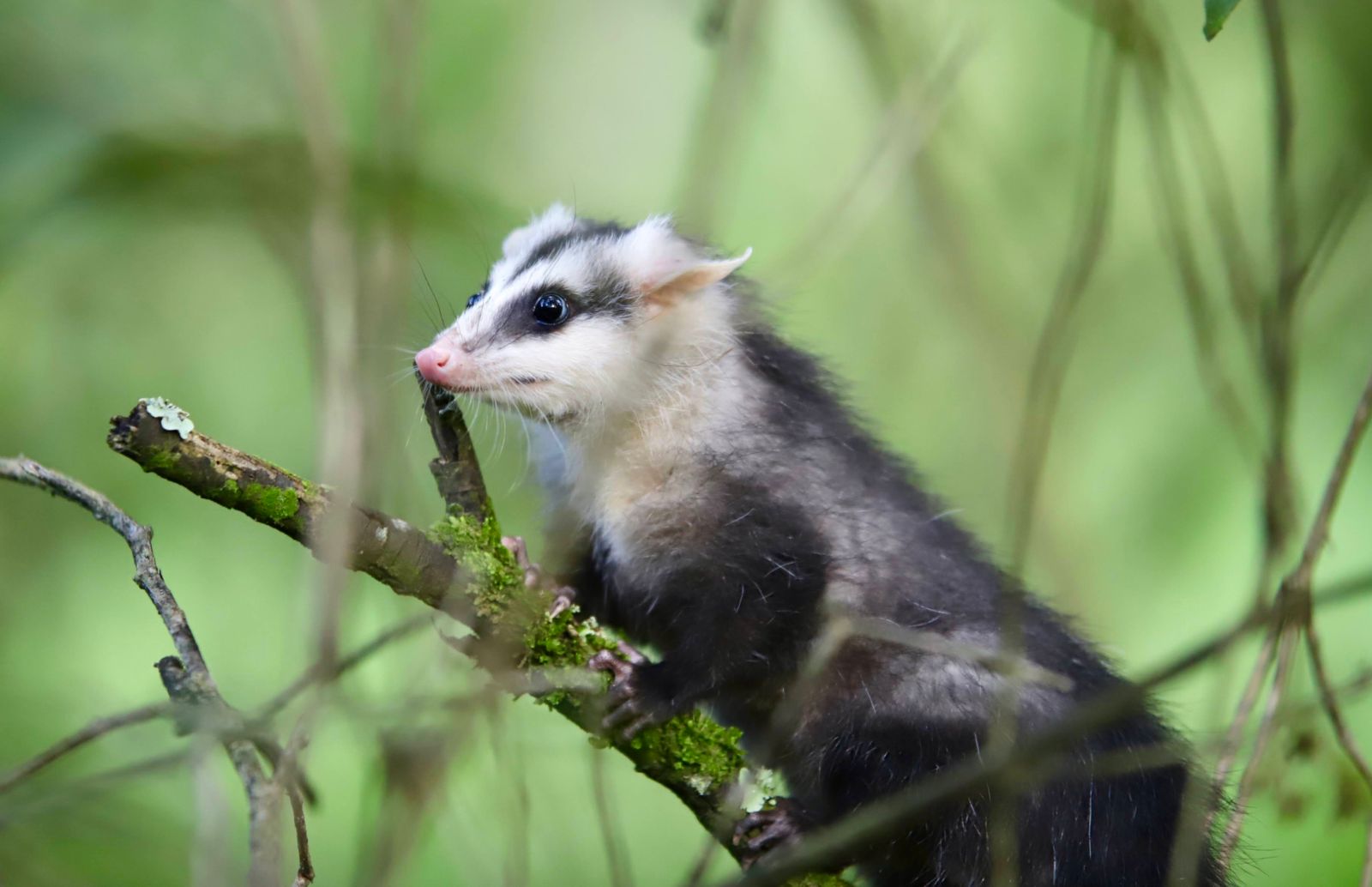 Día de la Biodiversidad: liberación animales en humedal Guaymaral