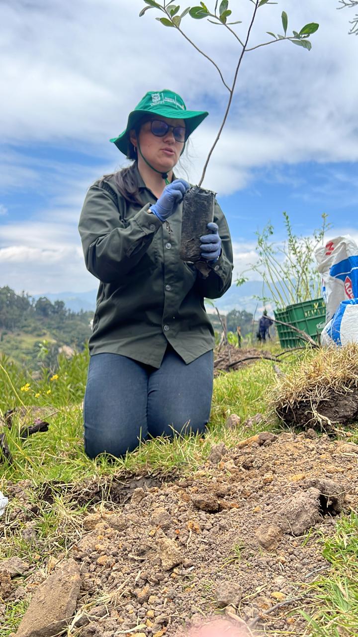 Siembra de árboles en Bogotá parque Entrenubes afectado por incendios 