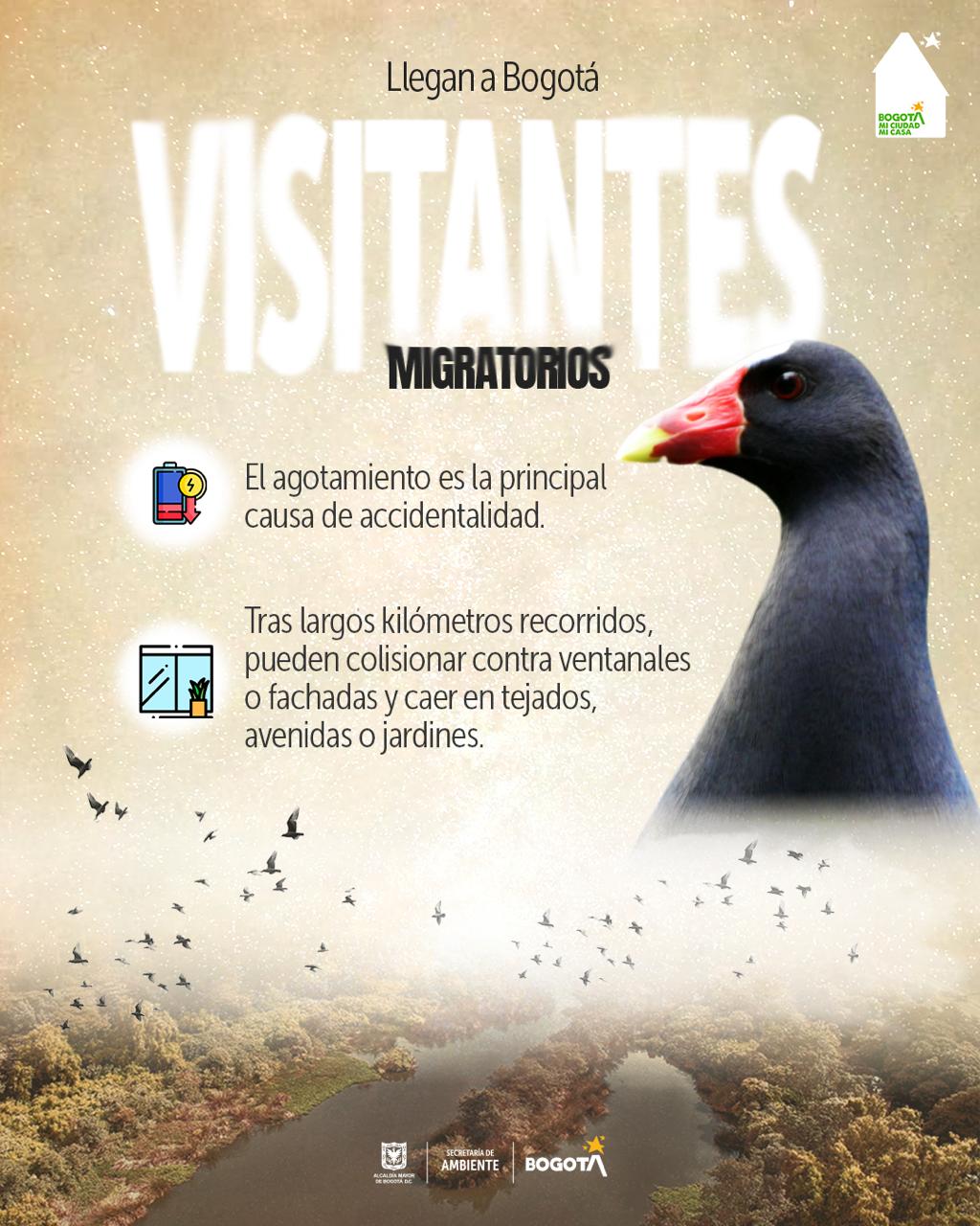 Las aves migratorias que llegan a Bogotá tras largos recorridos 