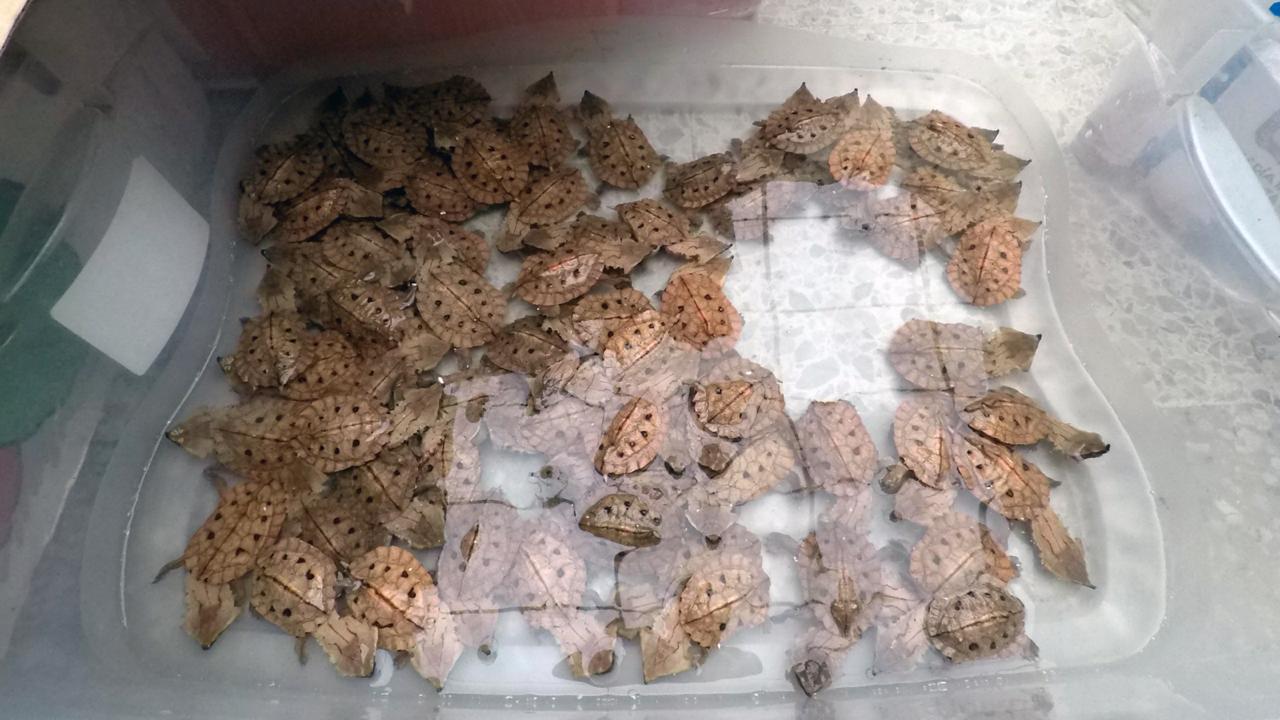 Incautan 1.300 tortugas - FOTO: Prensa Policía de Ambiente