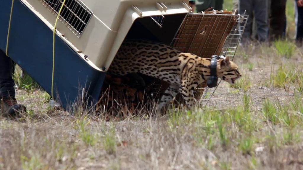 Liberación Ocelote - FOTO: Secretaría de Ambiente