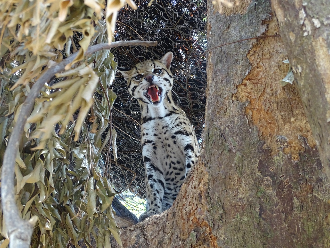 Liberación Ocelote - Foto: Prensa Secretaría de Ambiente