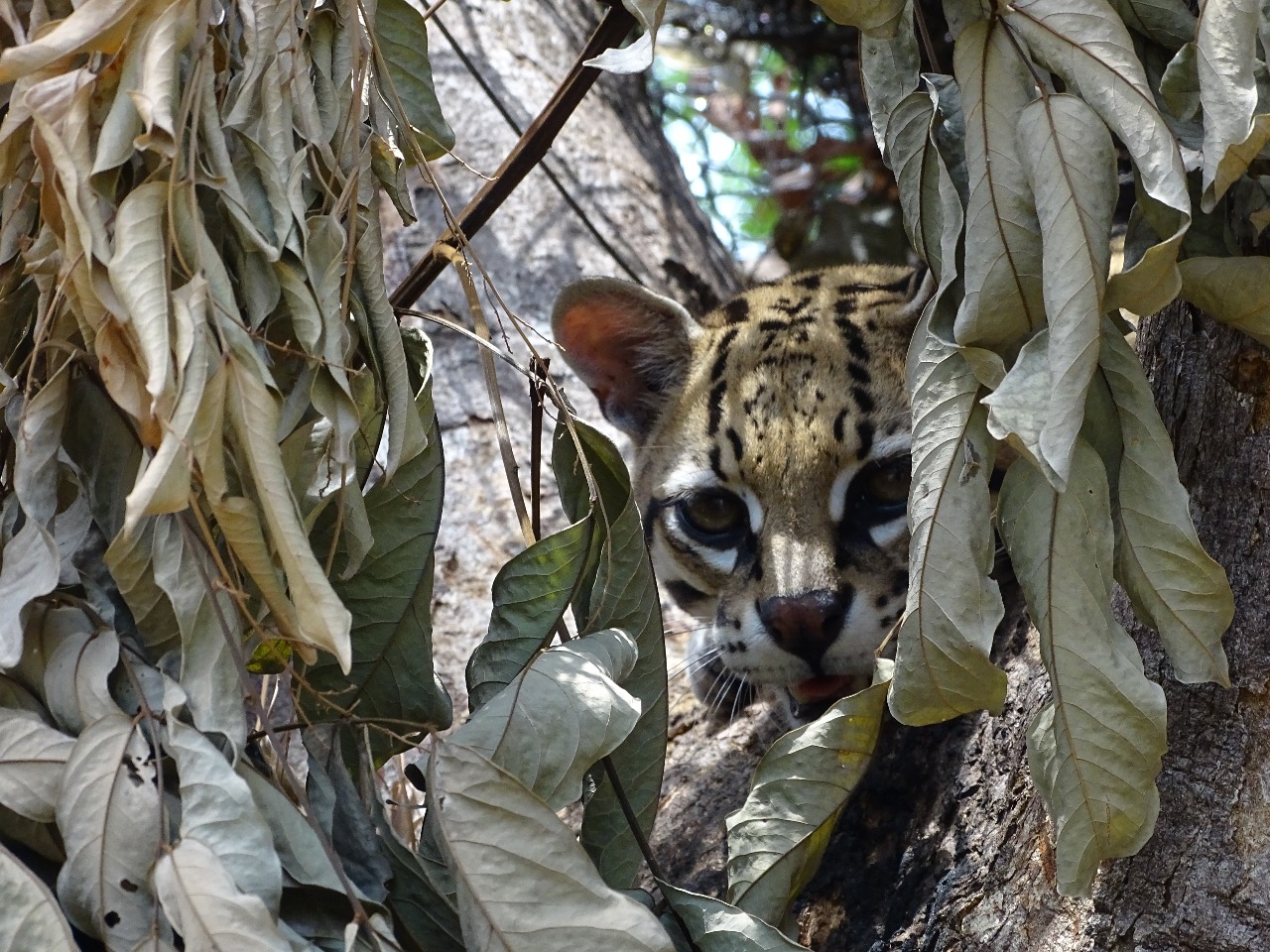 Liberación Ocelote - FOTO: Prensa Secretaría de Ambiente
