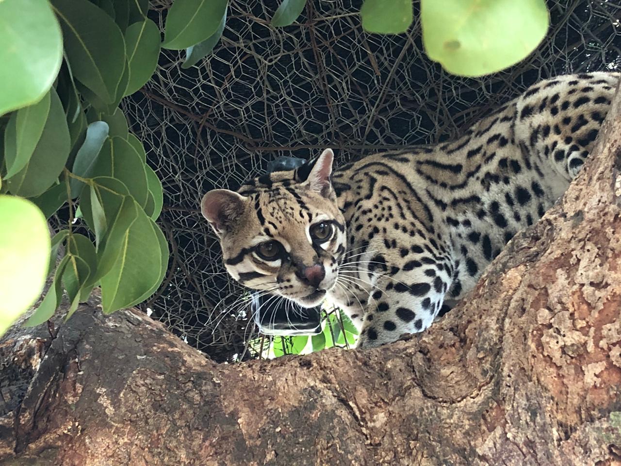 Liberación Ocelote - FOTO: Prensa Secretaría de Ambiente