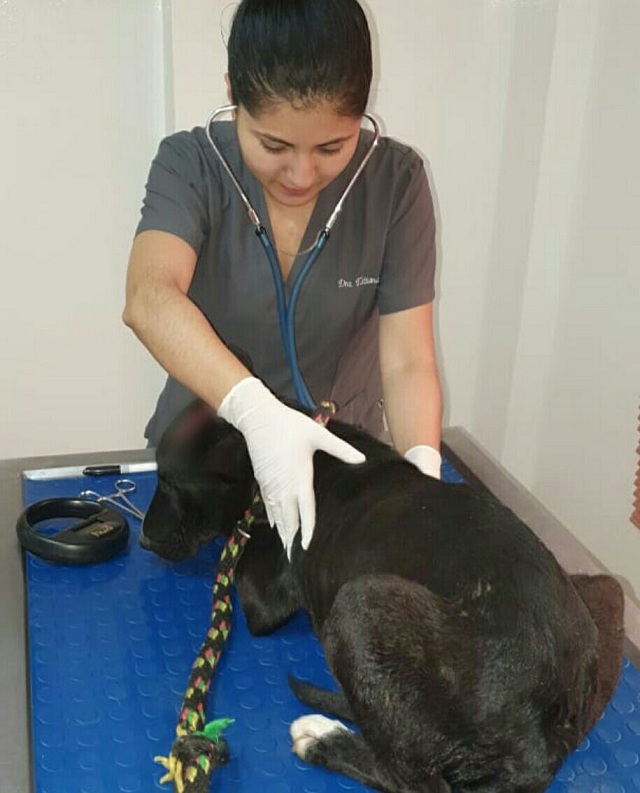 Animal