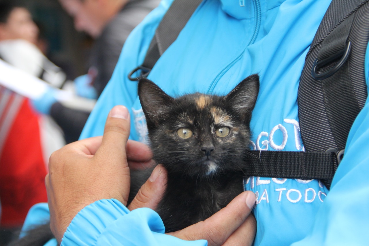 Foto: Instituto de Protección y Bienestar Animal 