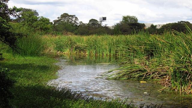 Humedal Santa María del Lago - Foto: Secretaría Distrital de Ambiente