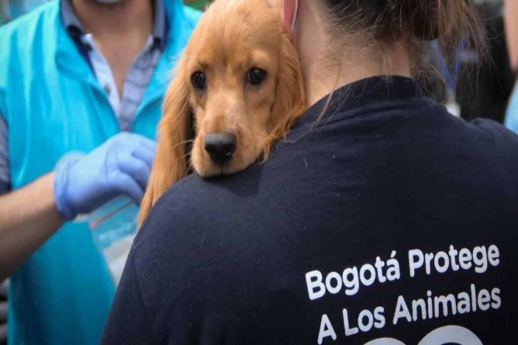 Funcionario de protección animal abraza a perro en condición de abandono en calle de Teusaquillo.