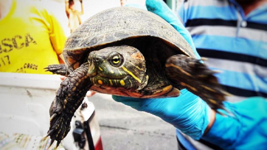 Rescate de animales silvestres en Bogotá