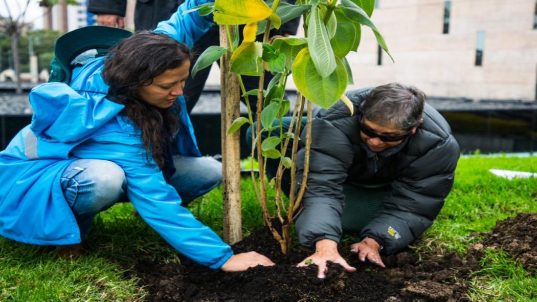 Alcaldía de Enrique Peñalosa ha plantado más de 300 mil árboles