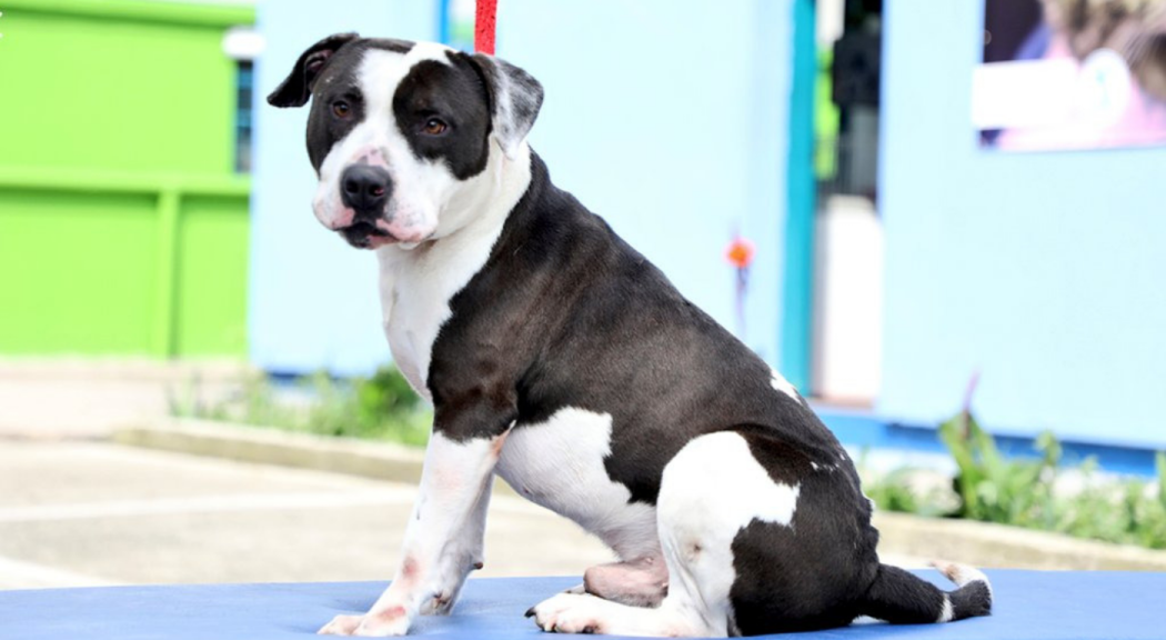 Perro de pelaje negro y blanco disponible para adopción Protección Animal.
