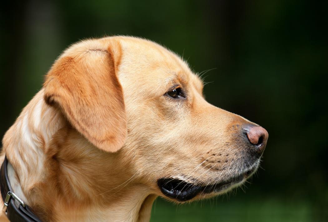 Encuentros zoolidarios en Suba, invitan con esta foto de perro labrador dorado 