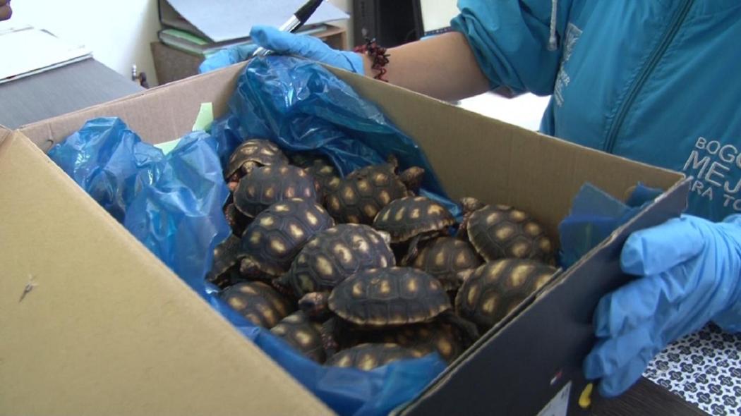 Tortugas rescatadas en Bogotá
