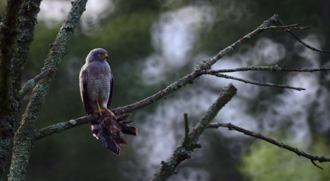 Foto de un halcón y su presa sobre la rama de un árbol demuestra la biodiversidad en Bogotá.