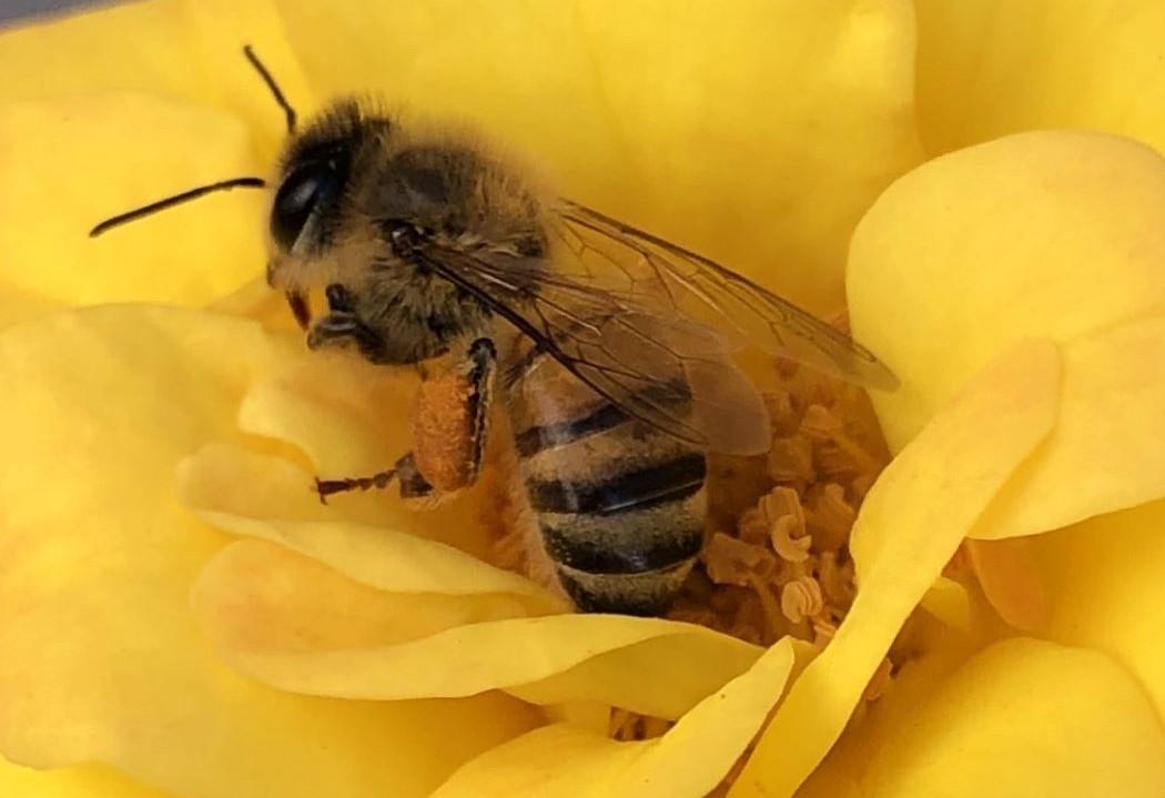 Imagen de una abeja interactuando con una planta