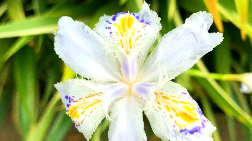 Primer plano de una flor se colores blanco, amarilla y lila.