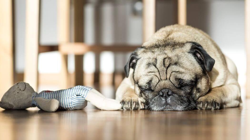 Imagen de un perrito durmiendo en el piso al lado de su juguete