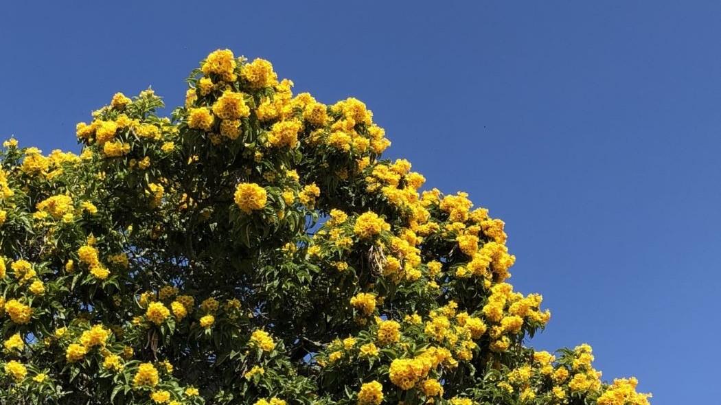 Imagen de un árbol de flor amarilla y el cielo azul de fondo 