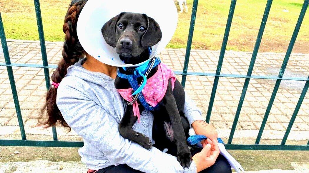 Imagen de un perrito con un collar isabelino puesto.
