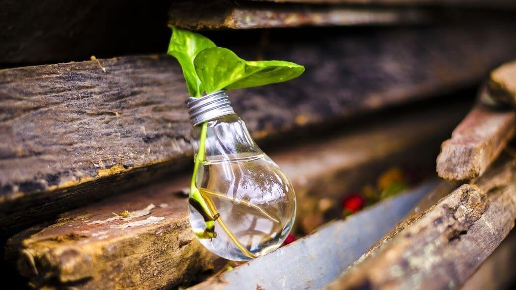 Imagen de un bombillo reciclado como matera para sembrar una planta.