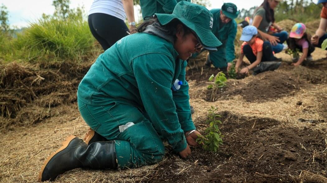 Mujer plantando un árbol