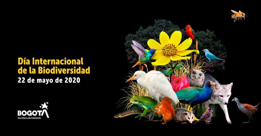 Imagen Secretaría de Ambiente. Día Internacional de la Biodiversidad