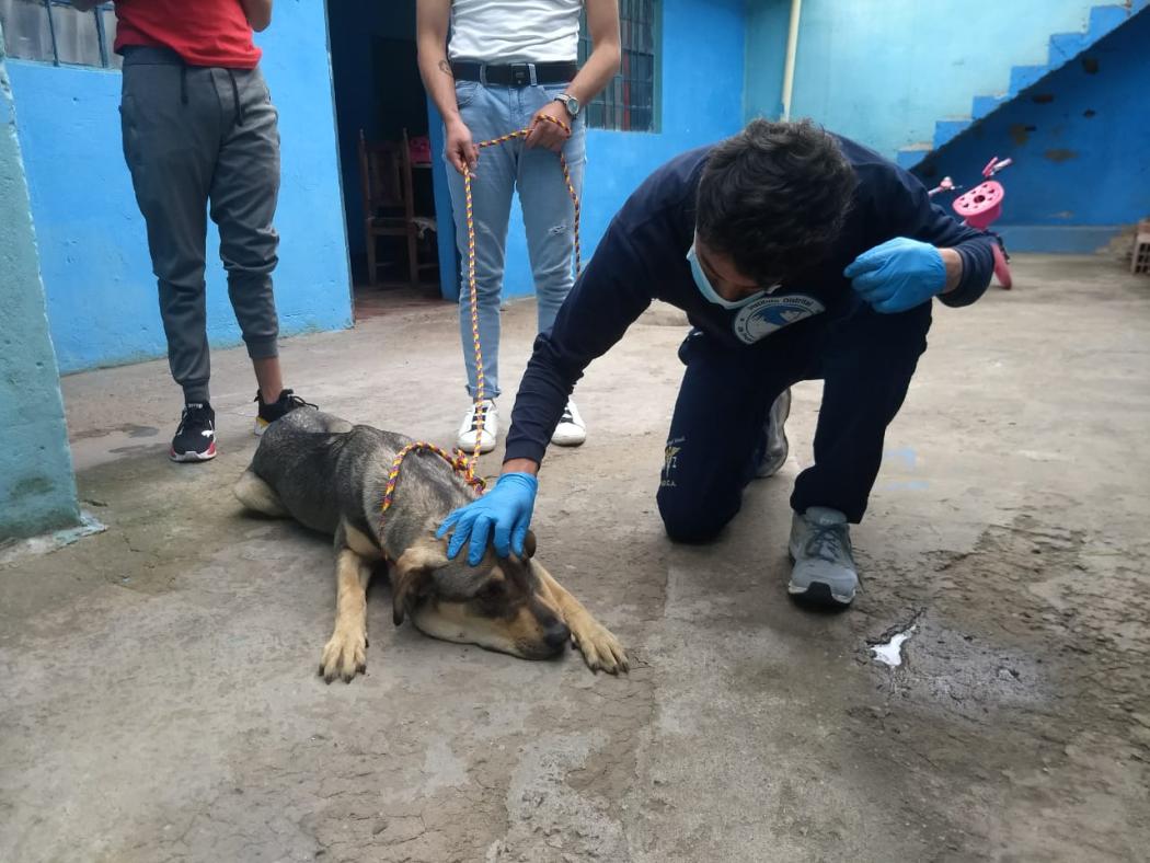 Brigada médica del IDPYBA atiende a un canino reportado a través de la Línea 123
