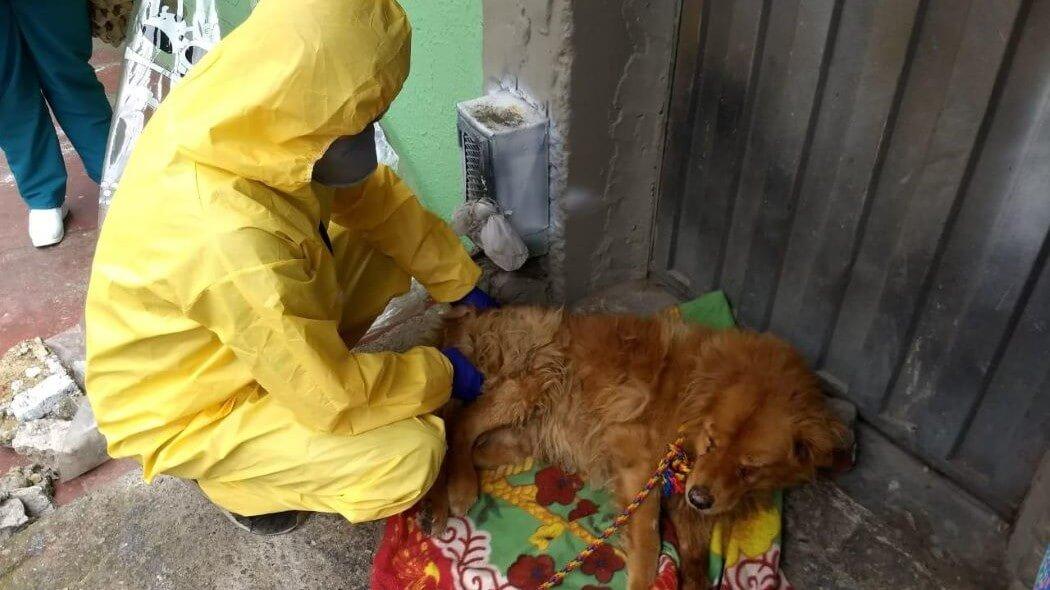 Imagen de atención a un perro en Bogotá.