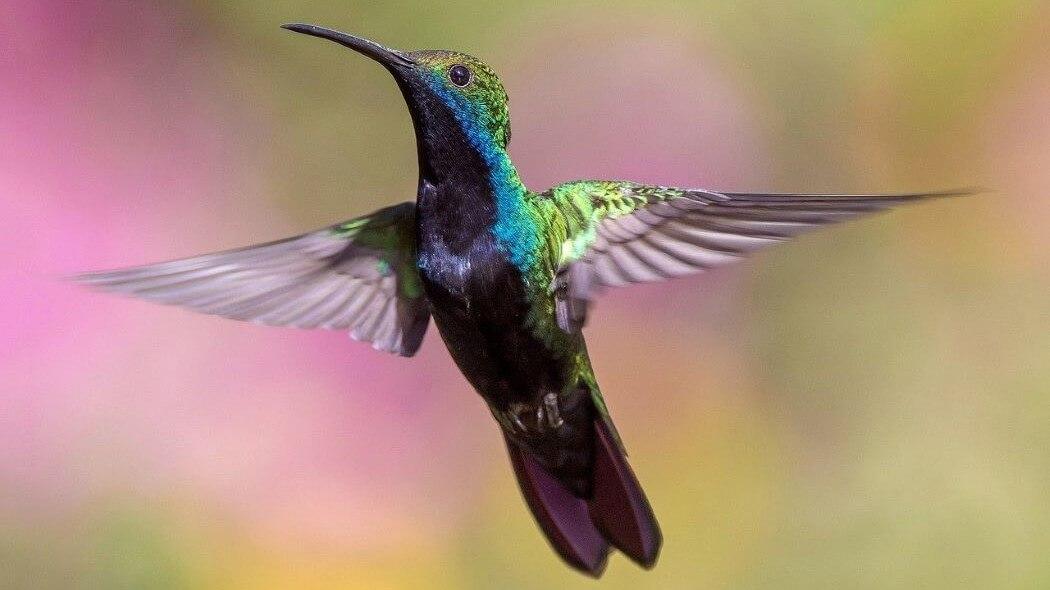 Imagen de un colibrí suspendido en el aire.