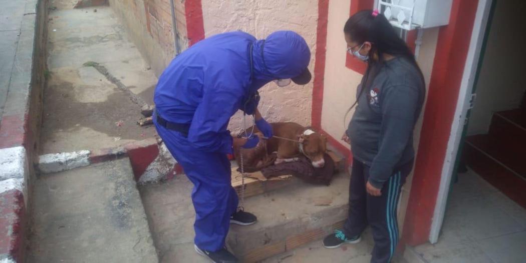 Foto IDPYBA. Perro es atendido por equipo de urgencias veterinarias.