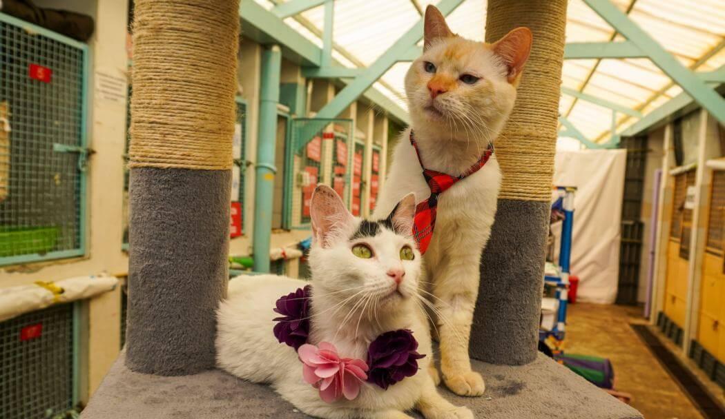 Imagen de Romeo y Julieta, dos felinos que esperan ser adoptados.
