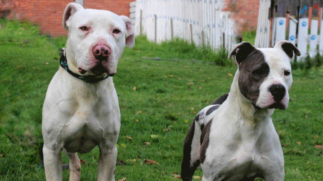Imagen de dos caninos en el Instituto de Protección Animal.