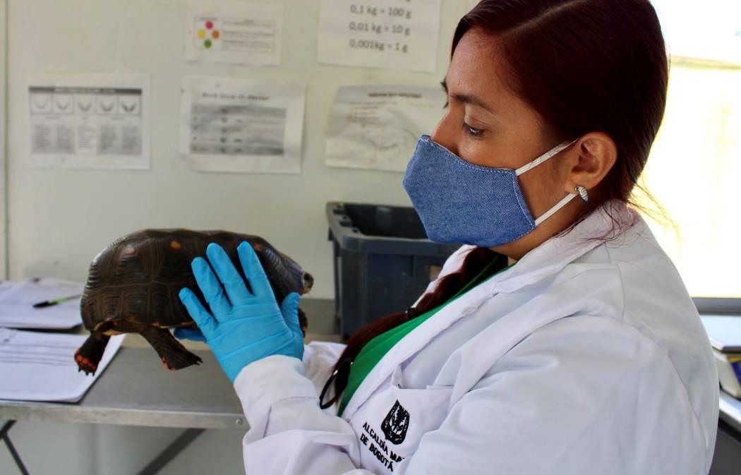 Imagen de la bióloga con una tortuga