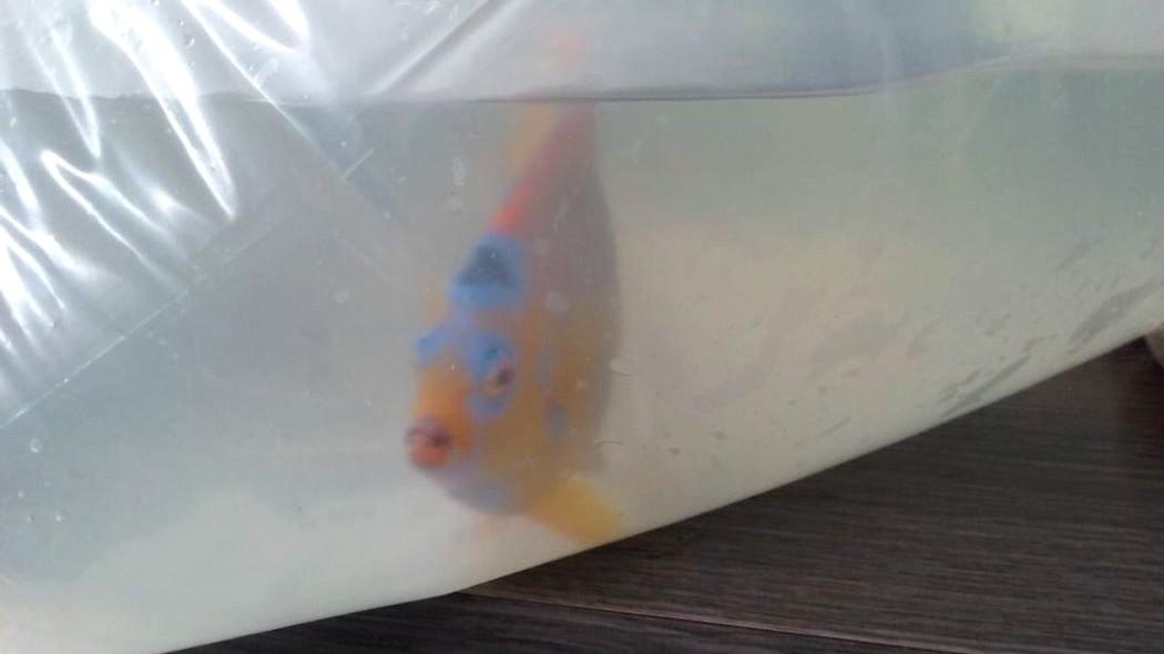 Imagen de uno de los peces dentro de la bolsa con agua