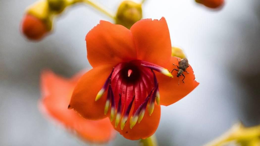 Imagen de la flor color naranja.