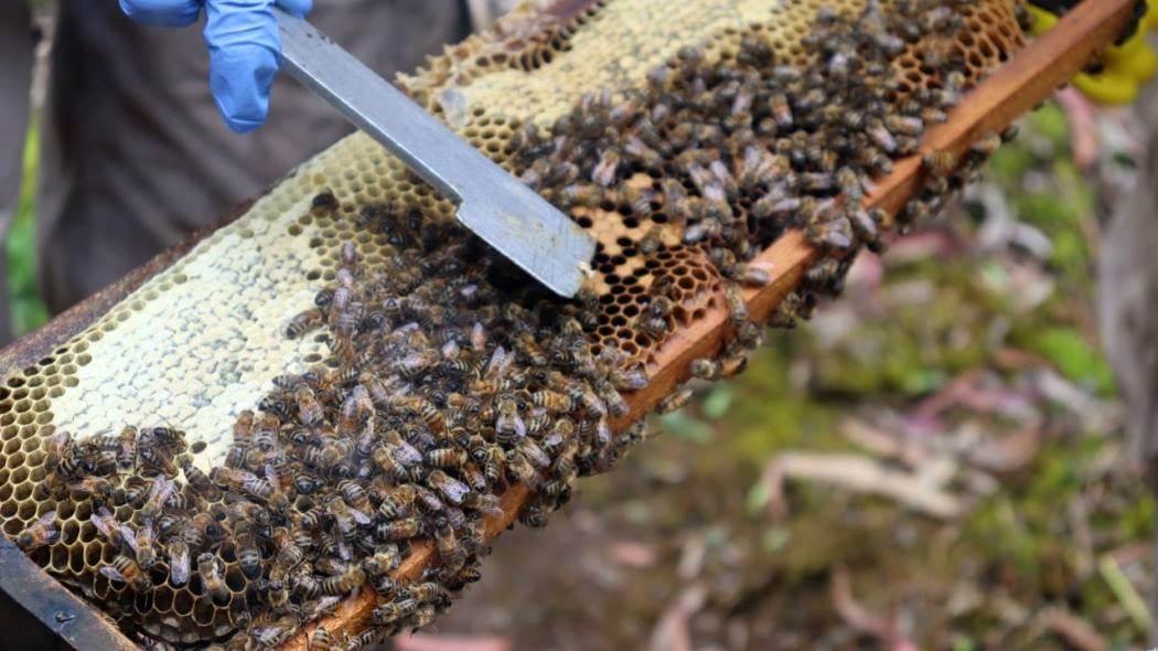 Imagen de un panal de abejas.