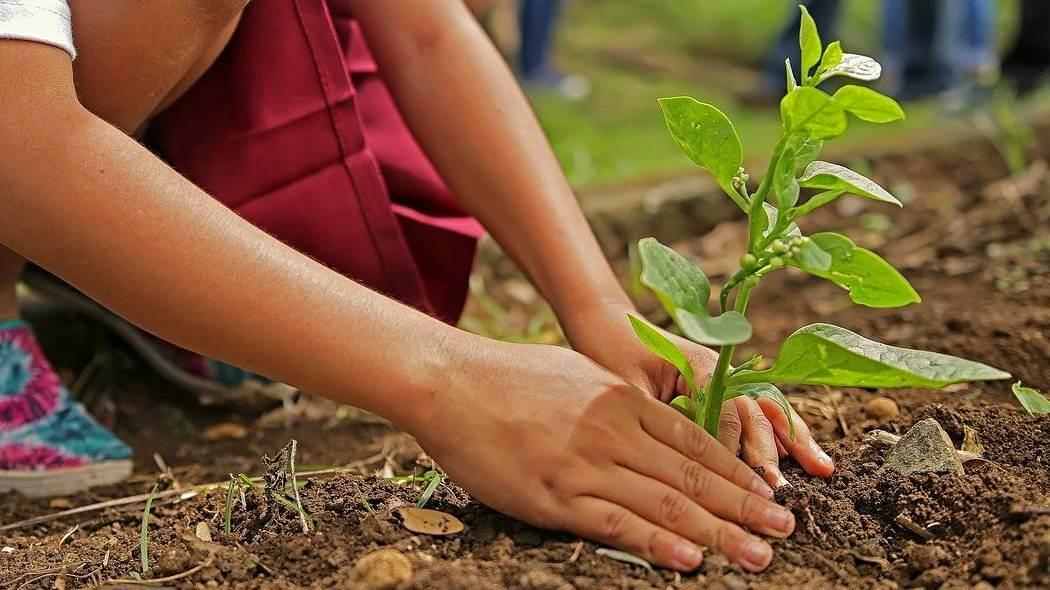 Imagen de las manos de una joven plantando un árbol.