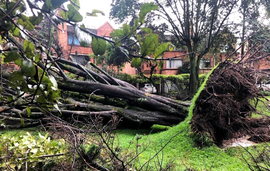 Reporte de árboles en riesgo por temporada de lluvias en Bogotá |  Bogota.gov.co