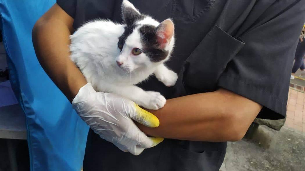 Imagen de una gatita que espera para ser esterilizada.