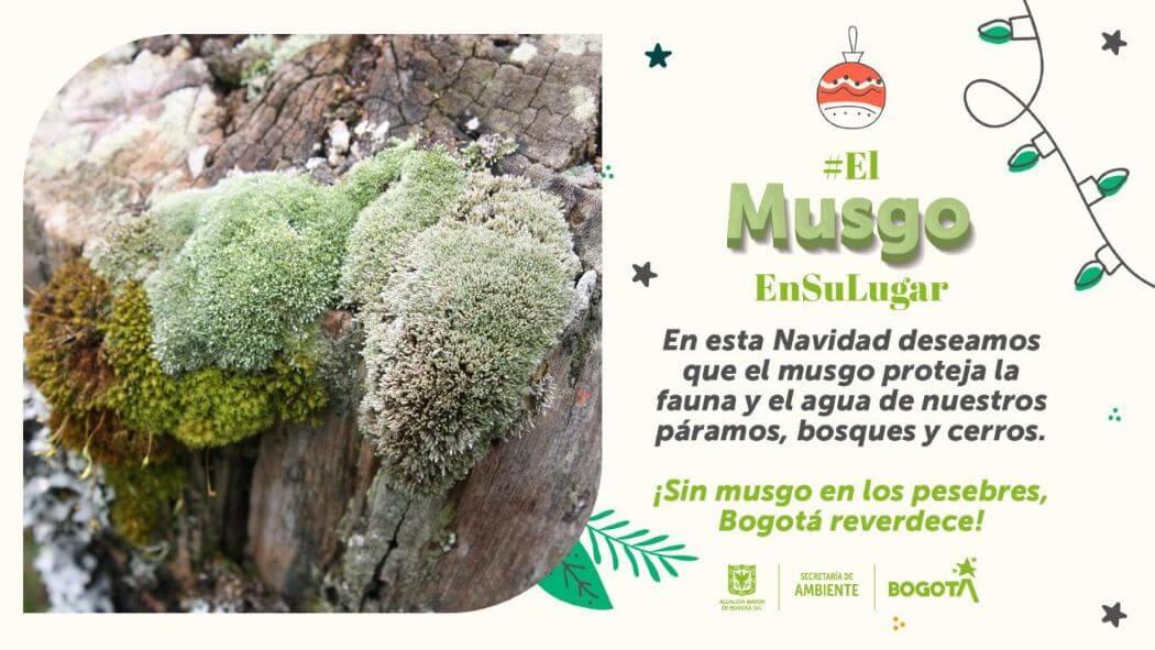 SER TIERRA!: No utilice el musgo en esta Navidad; hay otros