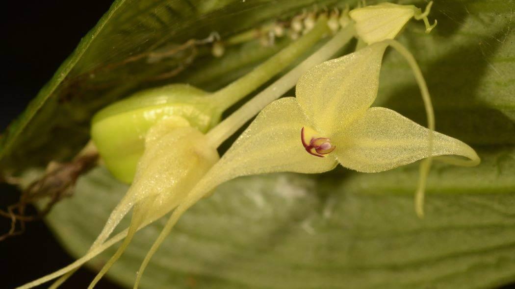 Imagen de una de las orquídeas de color amarillo.