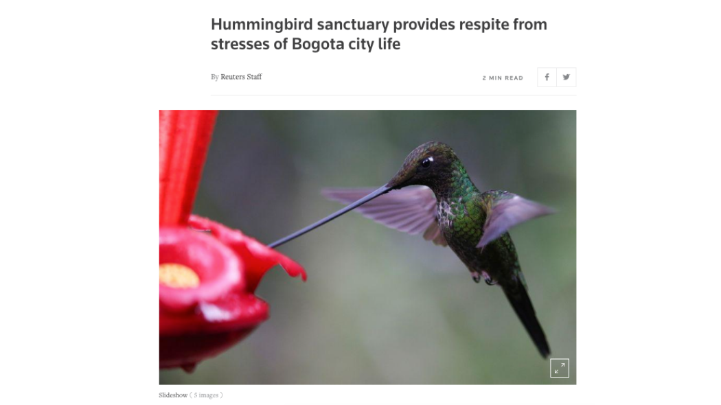 Hummingbird 