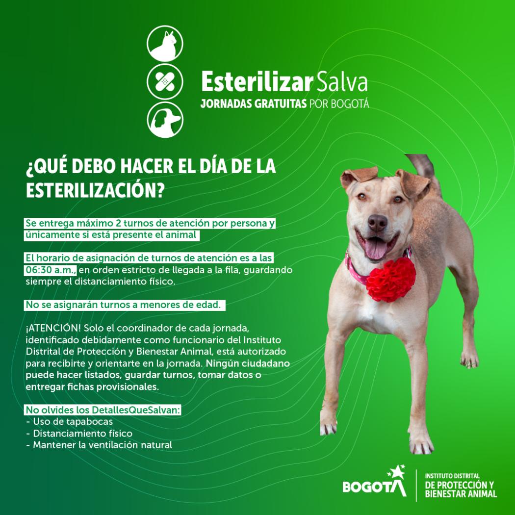 Lleva tu mascota a una de las jornadas de esterilización en Bogotá