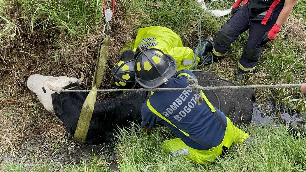 La vaca no podía salir por sus propios medios por lo que los bomberos BRAE acudieron a su rescate